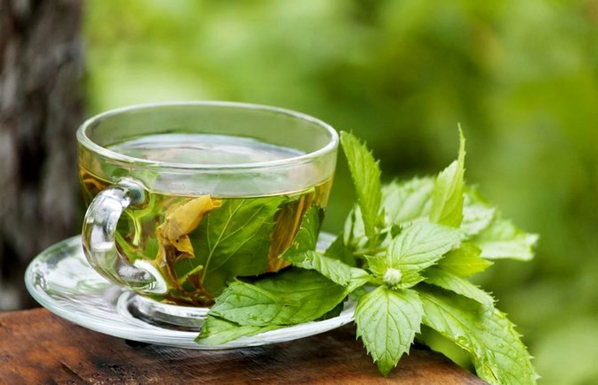 التهاب معده را با این گیاه برطرف کنید