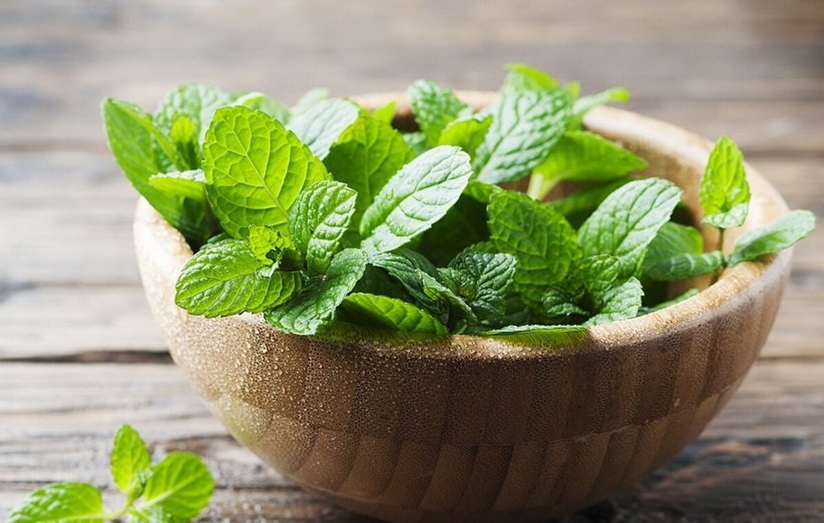 تاثیر معجزه‌آسای نعناع برای درمان علائم آلرژی فصلی