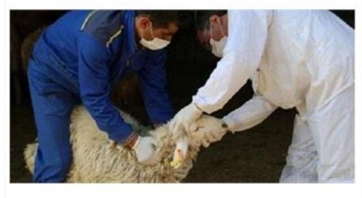 هشدار | گوشت دام قربانی را فورا مصرف نکنید