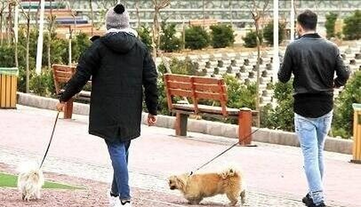 سگ گردانی در این استان ممنوع شد