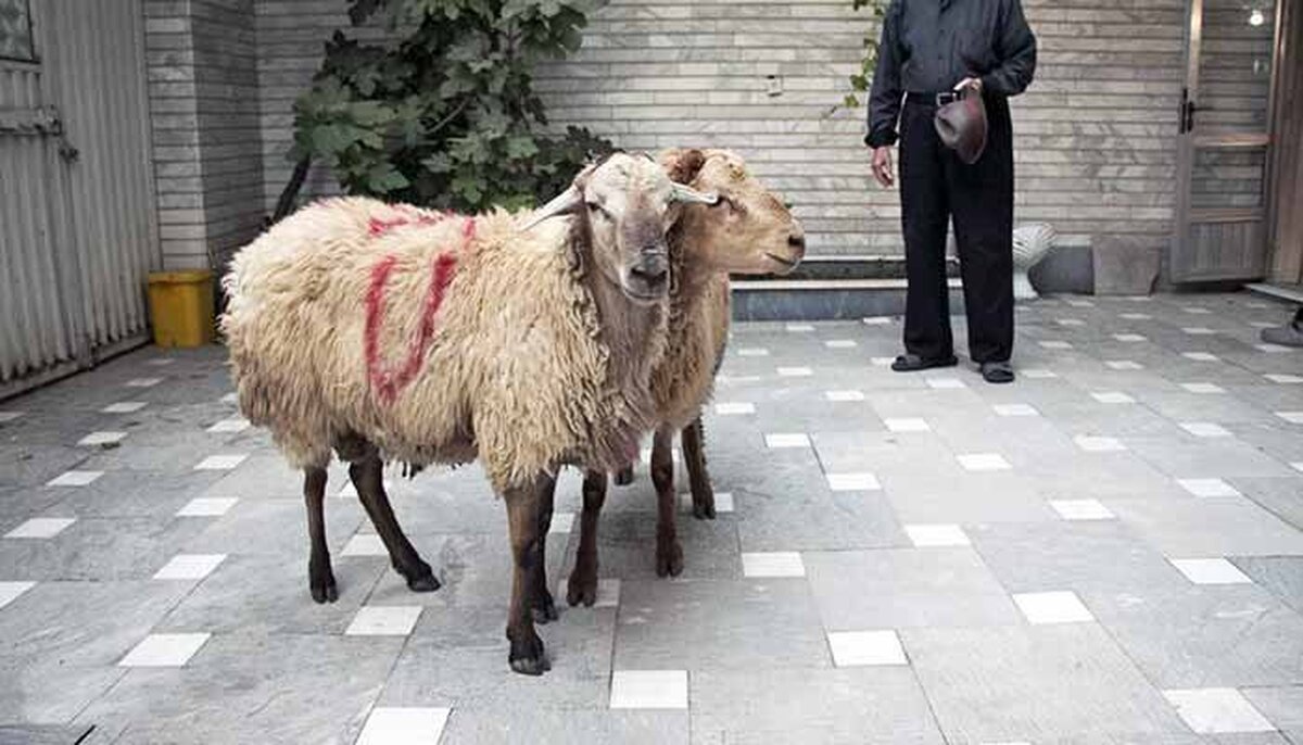 این نکات بهداشتی را برای ذبح دام در عید قربان جدی بگیرید
