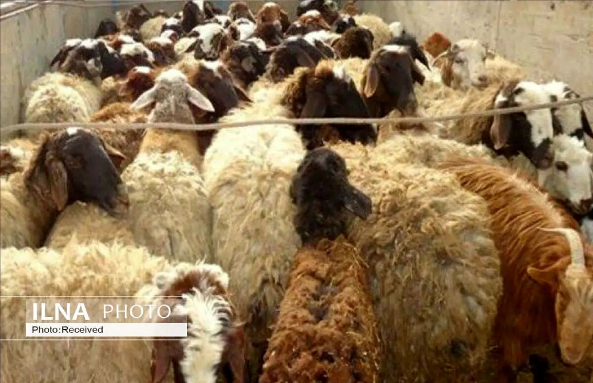 قربانی کردن گوسفند در این کشور ممنوع شد