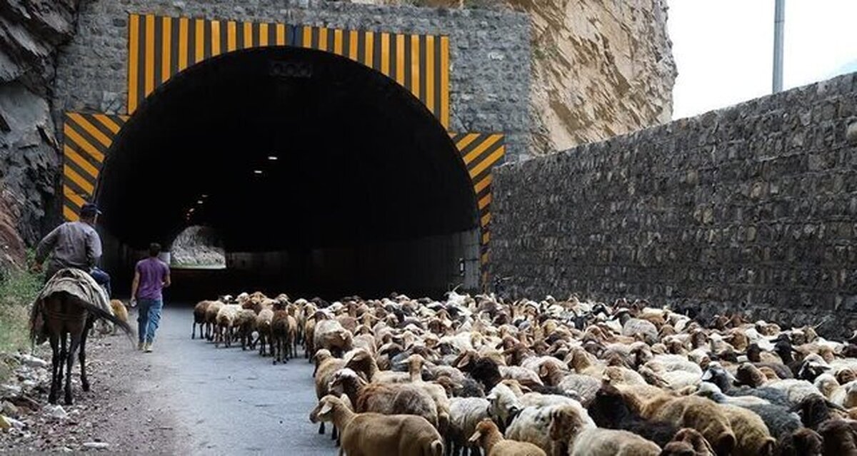 انسداد جاده چالوس به دلیل تردد احشام در روز‌های دوشنبه و سه‌شنبه ۲۱ و ۲۲ مهرماه