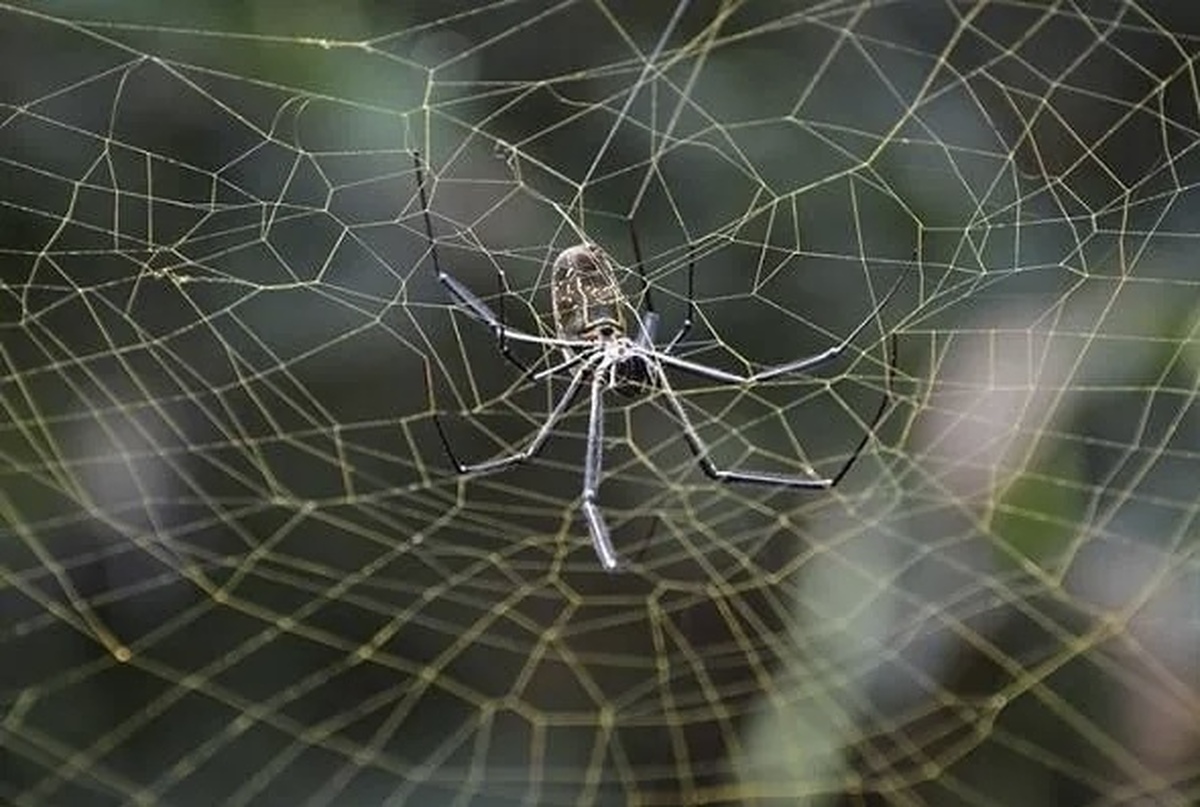 کشف بزرگترین تار عنکبوت جهان+ ویدی