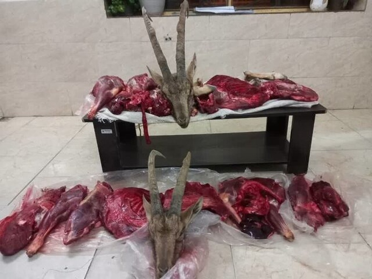 کشف لاشه دو راس کل وحشی در میامی | شکارچیان غیرمجاز بازداشت شدند