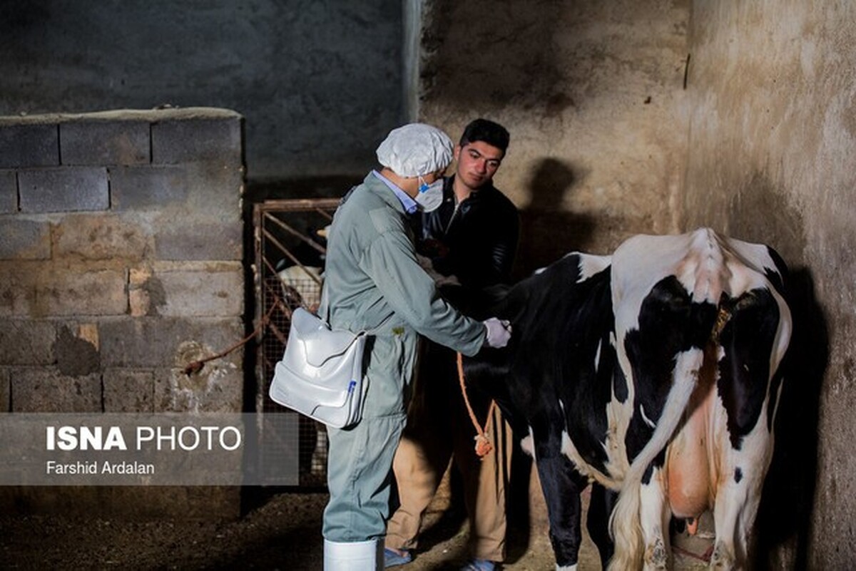 تب برفکی به انسان منتقل می‌شود؟