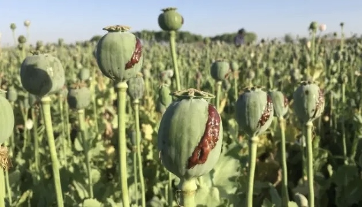 توضیحات جدید درباره کشت خشخاش در ایران