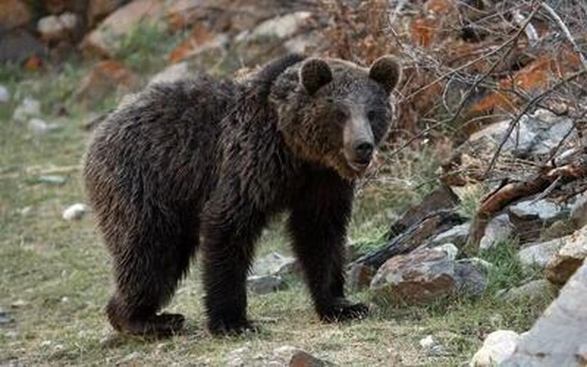 نجات خرس قهوه‌ای از تله + ویدیو