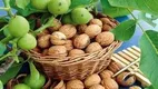چیدن گردو ۵۲ مصدوم برجا گذاشت
